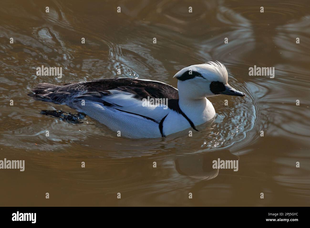 Smew, Mergellus albellus, anatra bianca nera nell'acqua del fiume. Uccello nell'habitat naturale, fauna selvatica europea. Smew in Germania. Foto Stock