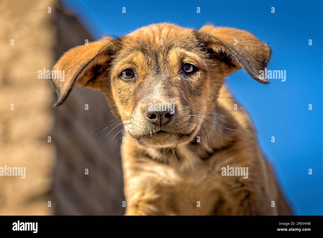 Carino potrait sangue misto cucciolo con un viso carino, guardando la fotocamera Foto Stock