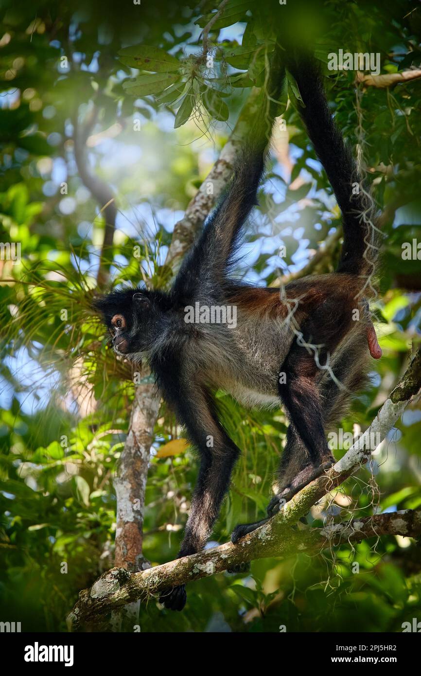Belize natura. Scimmia ragno sulla palma. Verde fauna selvatica del Belize. Scimmia ragno nera seduta sul ramo dell'albero nella foresta tropicale scura Foto Stock