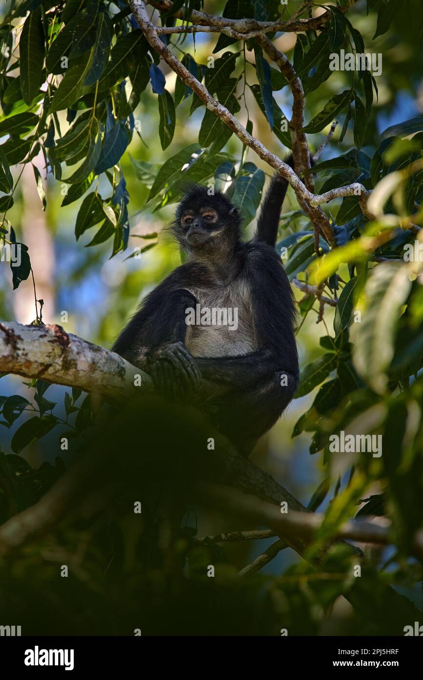 Belize natura. Scimmia ragno sulla palma. Verde fauna selvatica del Belize. Scimmia ragno nera seduta sul ramo dell'albero nella foresta tropicale scura Foto Stock