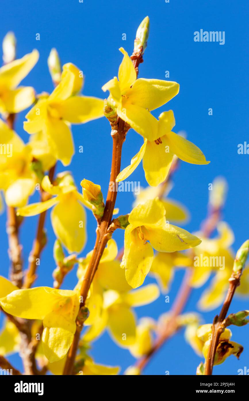 Primo piano di una Forsythia in fiore nel mese di marzo contro un cielo blu Foto Stock