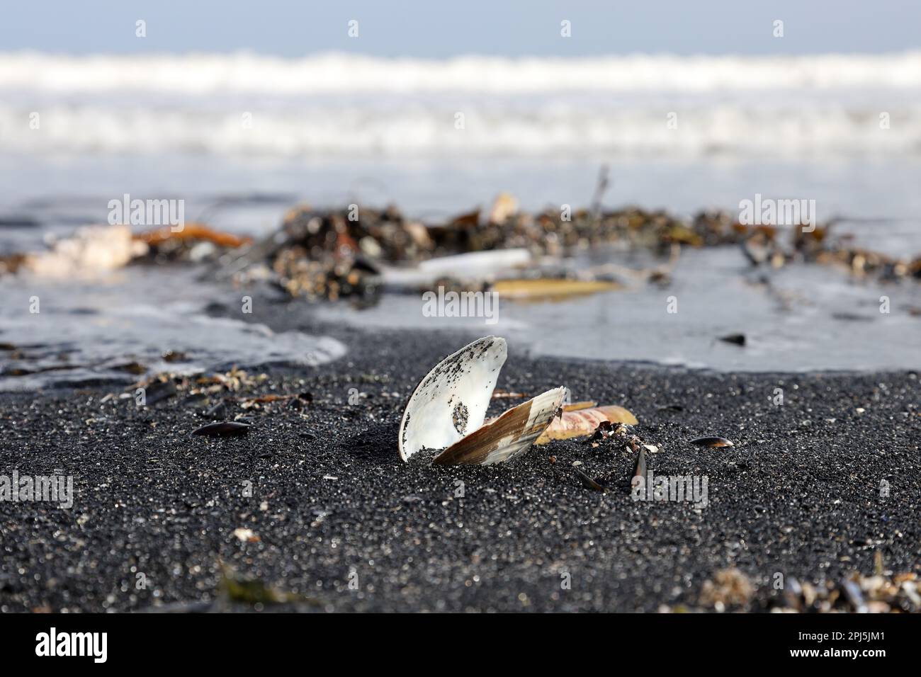 Washells su una spiaggia nera composta da depositi di carbone, Inghilterra del Nord, Regno Unito Foto Stock