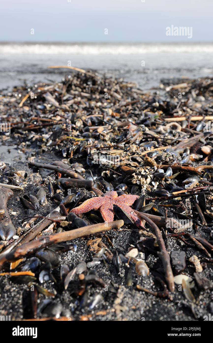 Starfish comune (Asterias rubens), cozze, vongole di Razor e altre creature marine lavate su Saltburn-by-the-Sea circondato da depositi di carbone marino Foto Stock