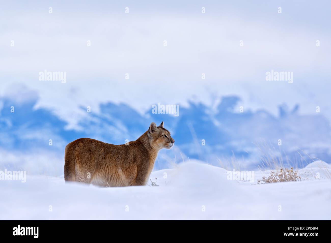 Puma, natura habitat invernale con neve, Torres del Paine, Cile. Cougar gatto grande selvatico, Puma colore, ritratto nascosto di animale pericoloso con pietra. MO Foto Stock