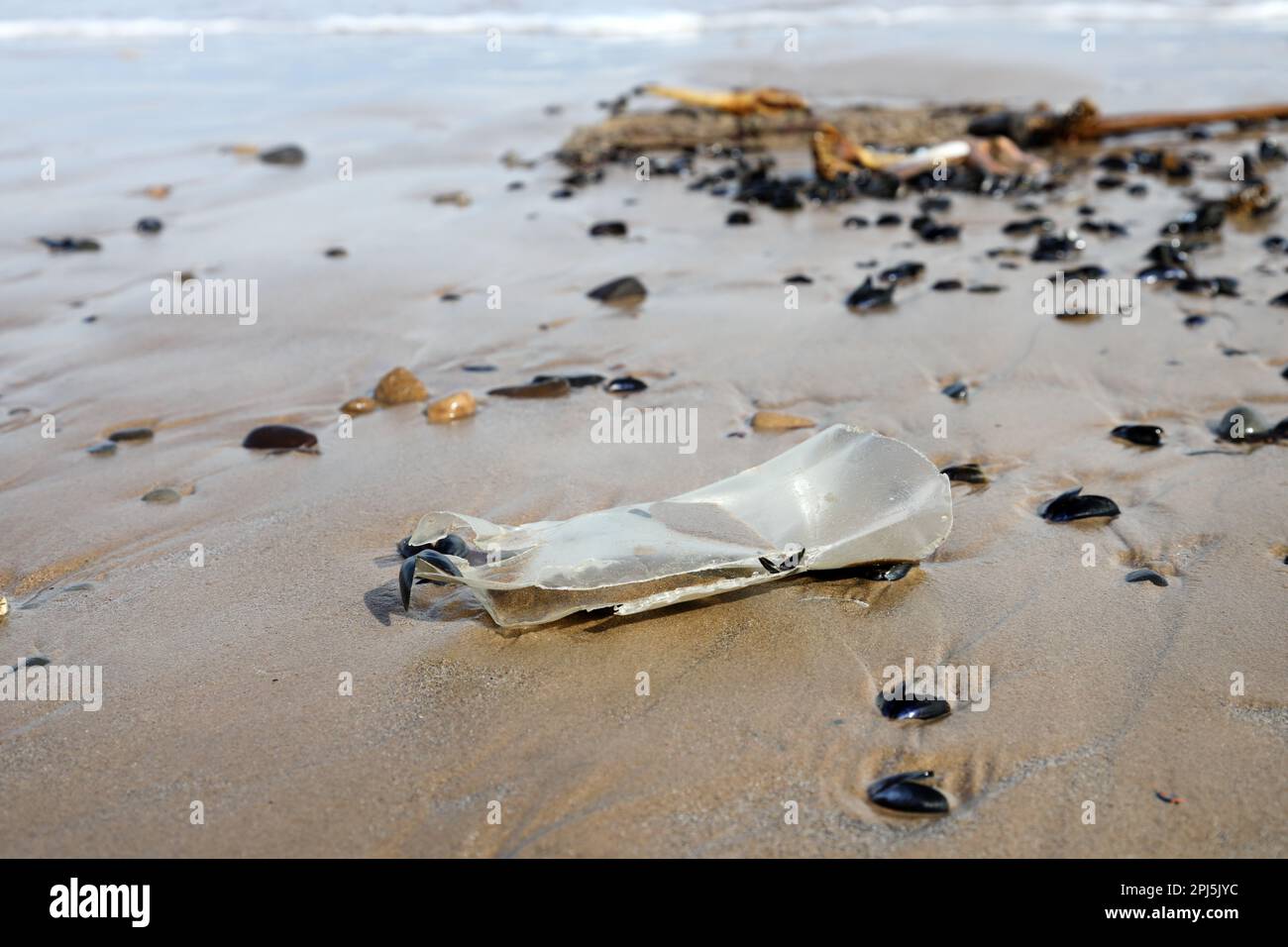 Rifiuti di plastica lavati su una spiaggia, Inghilterra del Nord, Regno Unito Foto Stock