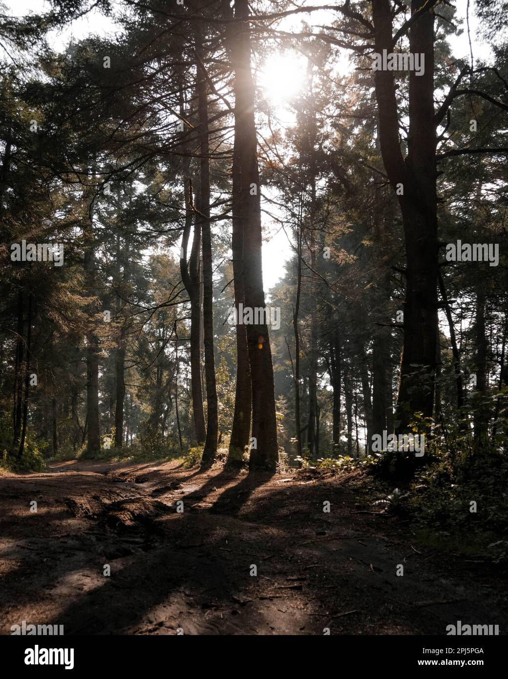 Una foresta lussureggiante con una strada sterrata tortuosa che si snoda attraverso gli alberi Foto Stock