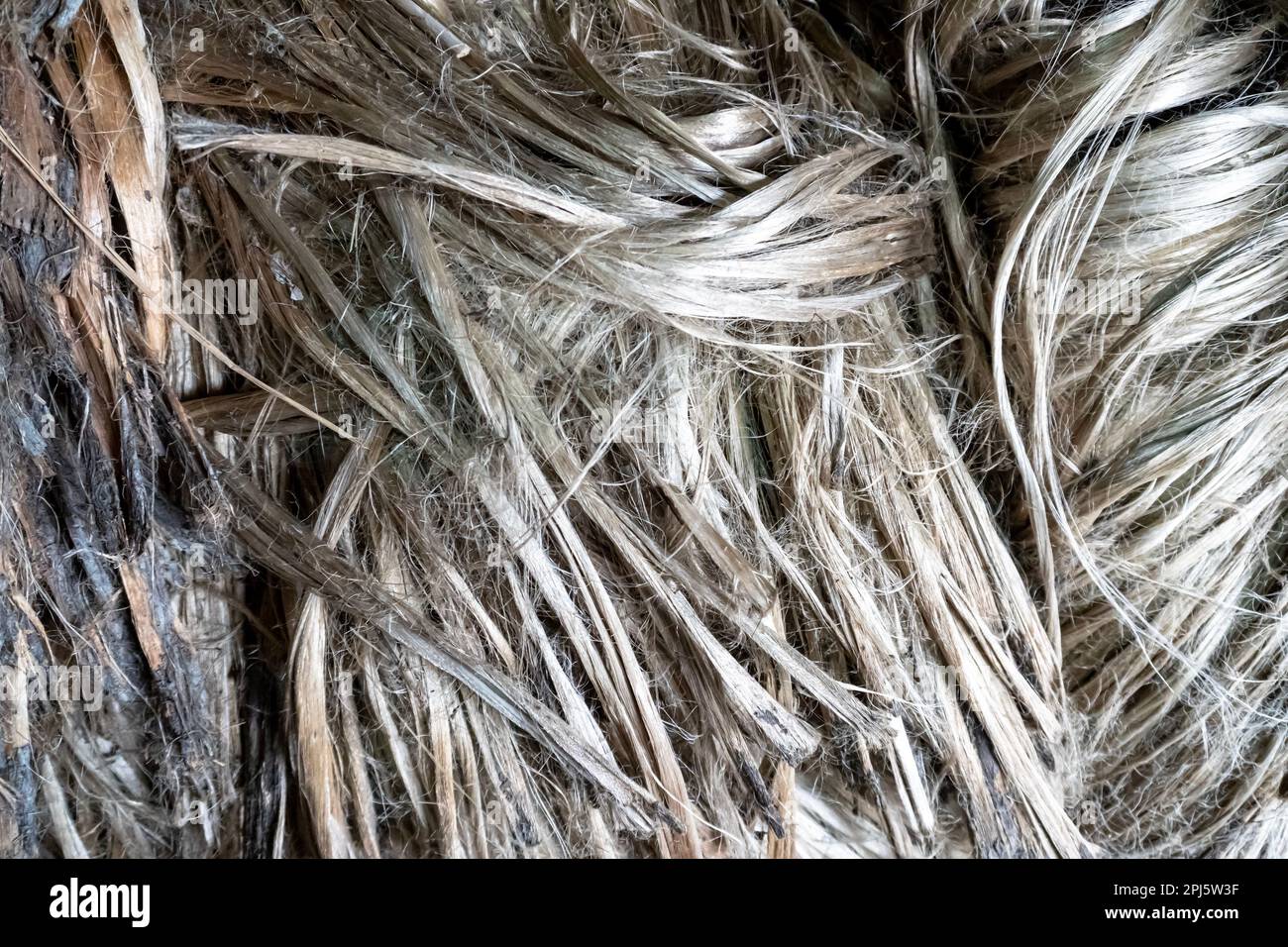 Fibra di iuta lucida. Fibra di iuta grezza. La iuta è conosciuta come la fibra dorata. È fibra vegetale naturale di colore grigio. Foto Stock