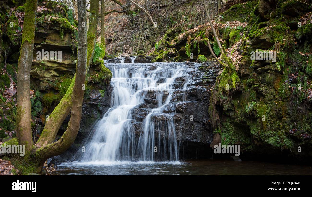 Gorply Clough cascata vicino Todmorden West Riding of Yorkshire. Vista senica con acqua che scorre in burrone ripido con alberi e felci e vivido verde co Foto Stock
