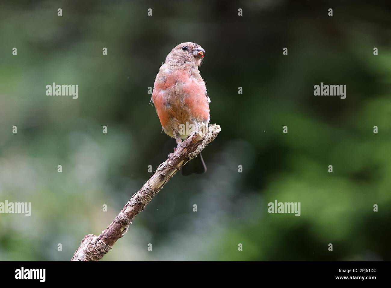 Maschio giovanile Eurasian Bullfinch (Pyrhula pyrhula) con piume adulte che attraversano, arroccato su una filiale - Yorkshire, Regno Unito (settembre 2022) Foto Stock