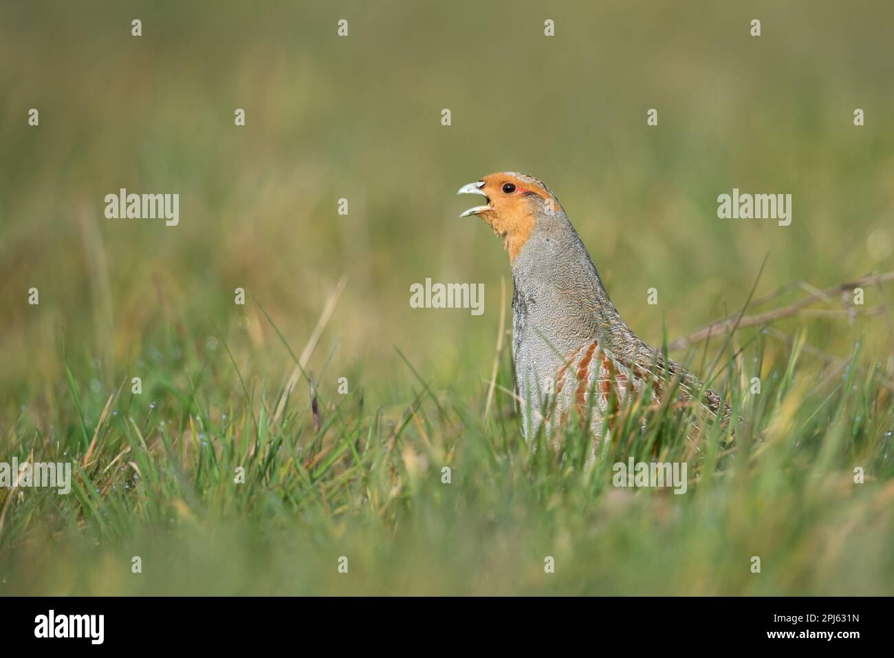 la chiamata di accoppiamento... Perdix grigio ( perdix perdix ), cortili perdida, chiama l'erba alta di un prato Foto Stock