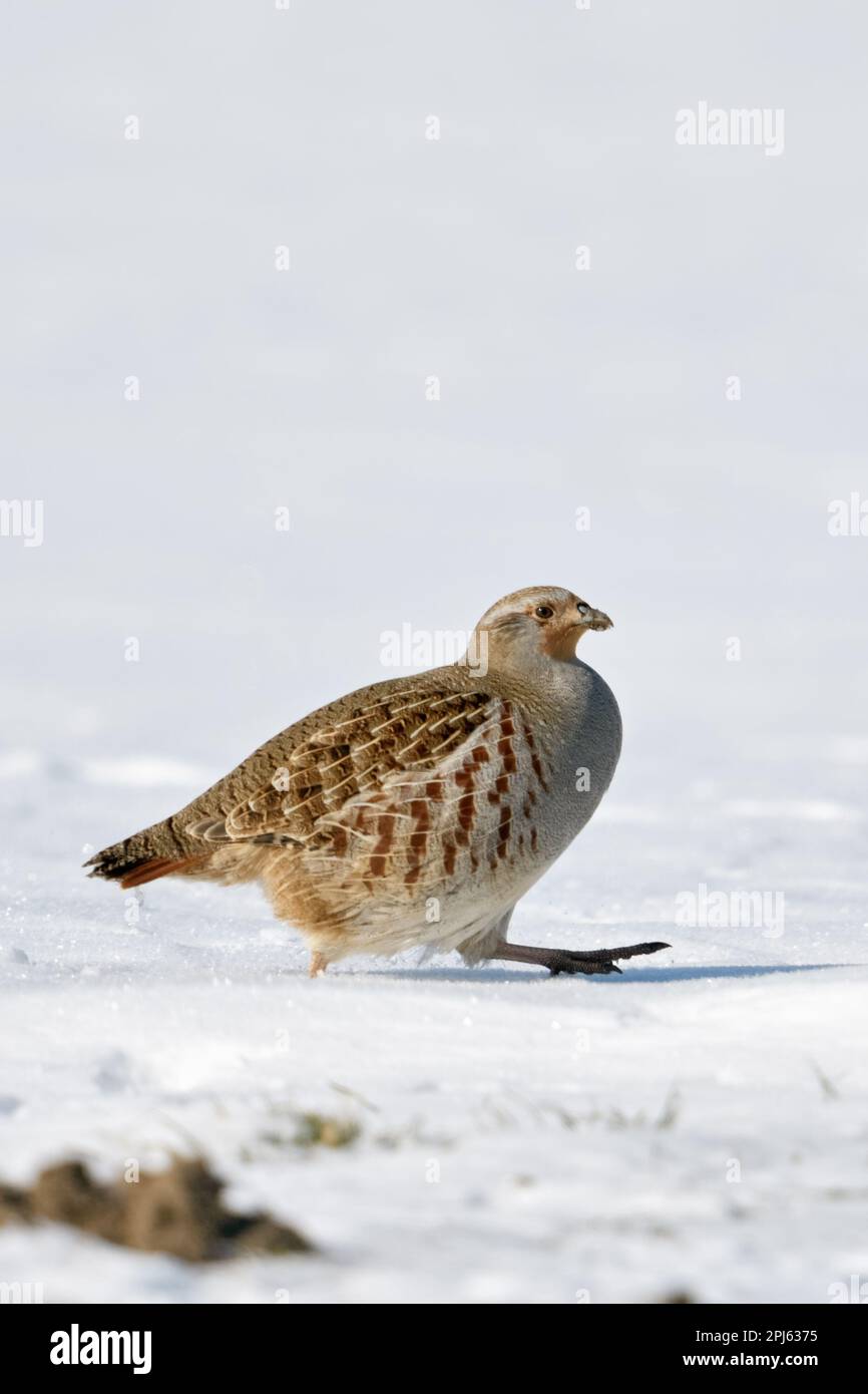 con i passi stretti attraverso la neve... Perdix grigio ( perdix perdix ) in inverno Foto Stock