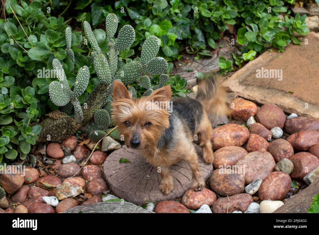 Il cane domestico si siede su una pietra di passaggio in una passerella in un giardino Foto Stock