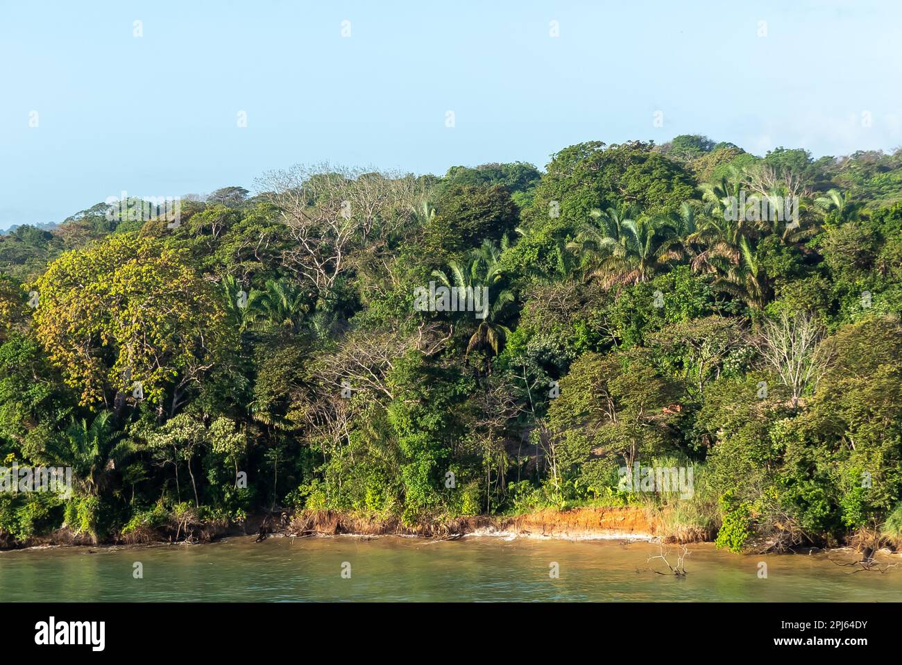 Transito sul canale di Panama: Foresta pluviale sulle rive del canale di Panama Foto Stock