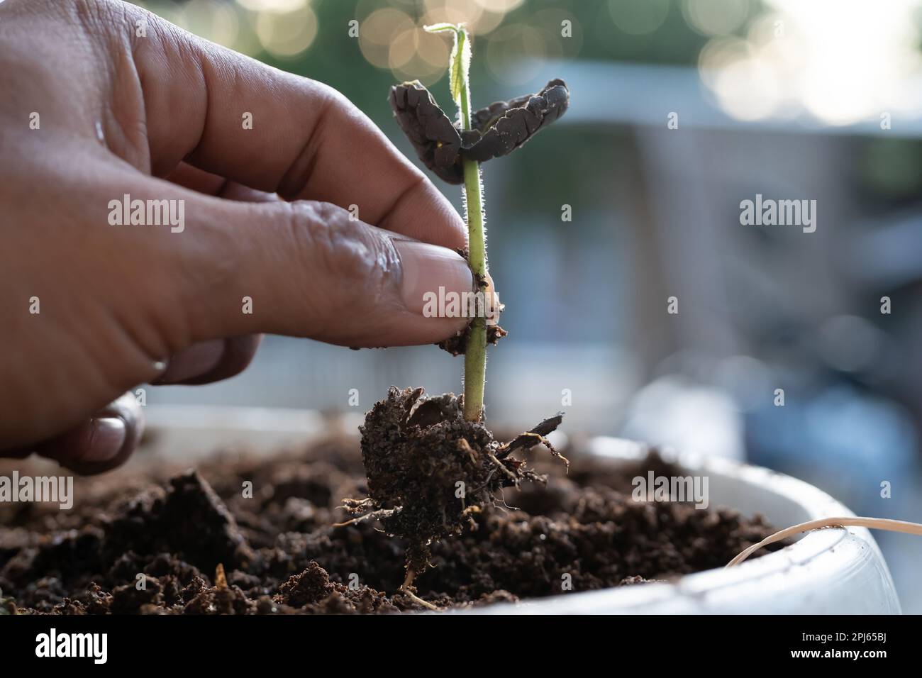 Primo piano di una mano di un uomo che tiene un grano di pianta di cacao crescente con le radici. Concetto di natura, ambiente e conservazione dell'ambiente naturale. Foto Stock