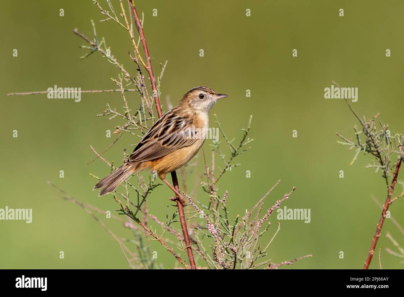 Zitting cisticola o strapiombo fantasma (cisticola juncdis) osservato in Rann maggiore di Kutch a Gujarat, India Foto Stock