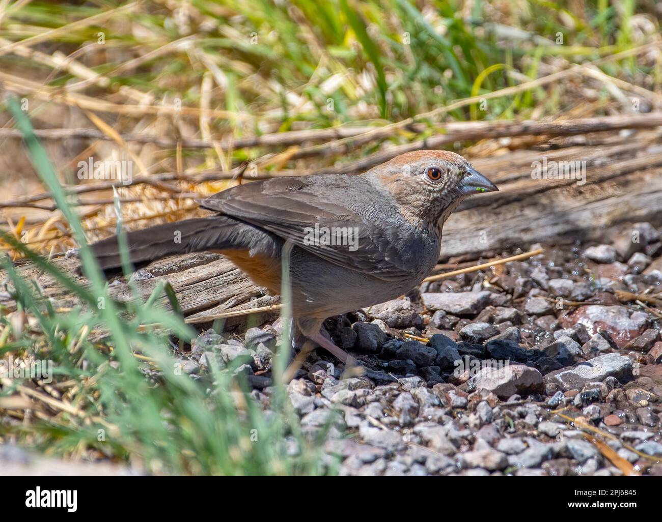 Questo deserto era un'area popolare per gli uccelli canori, tra cui questo Canyon Towhee per venire a bere qualcosa. Foto Stock