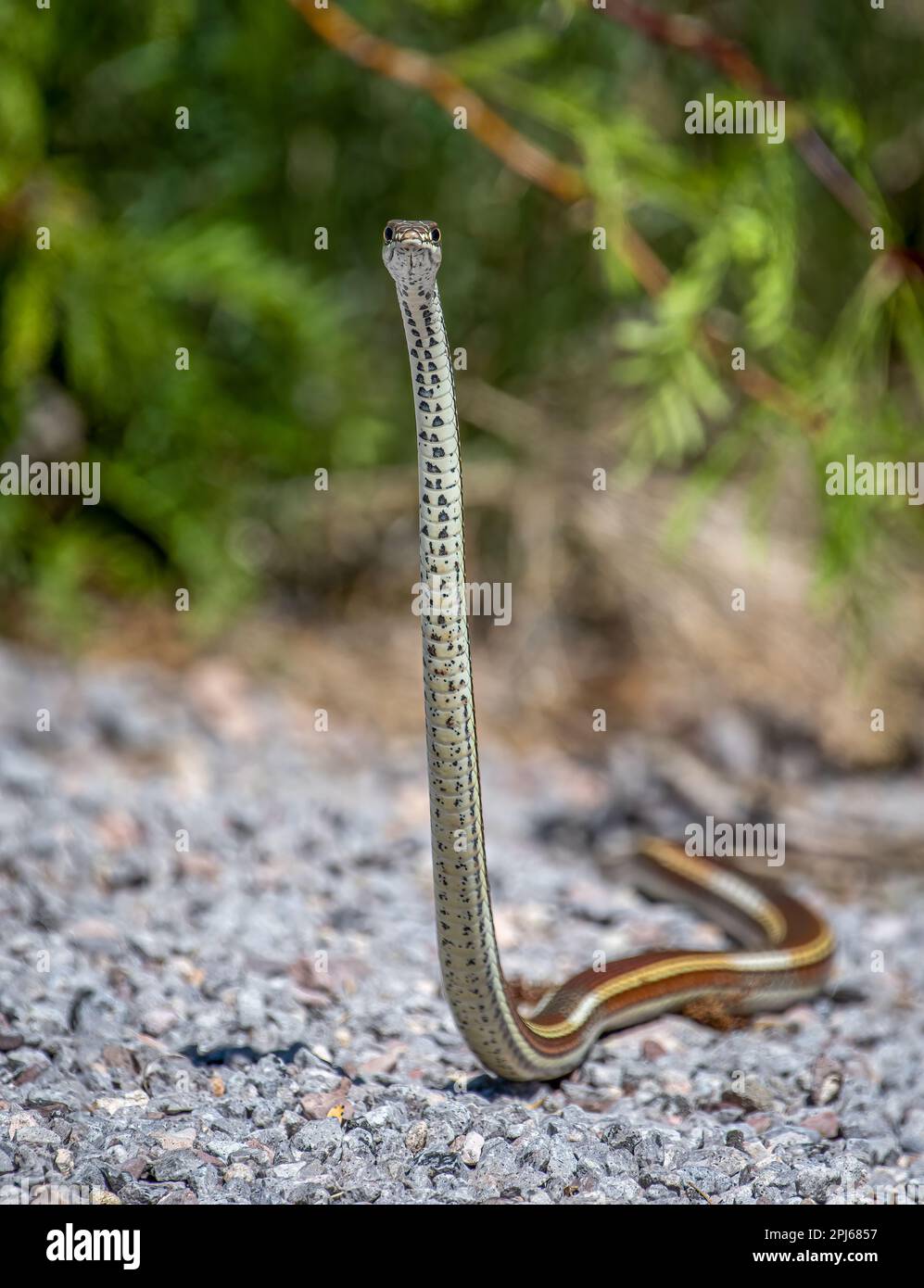 Questo bellissimo deserto Striped Whipsnake nel deserto del New Mexico è stato catturato molto in verticale mentre stava guardando le azioni dei fotografi. Foto Stock