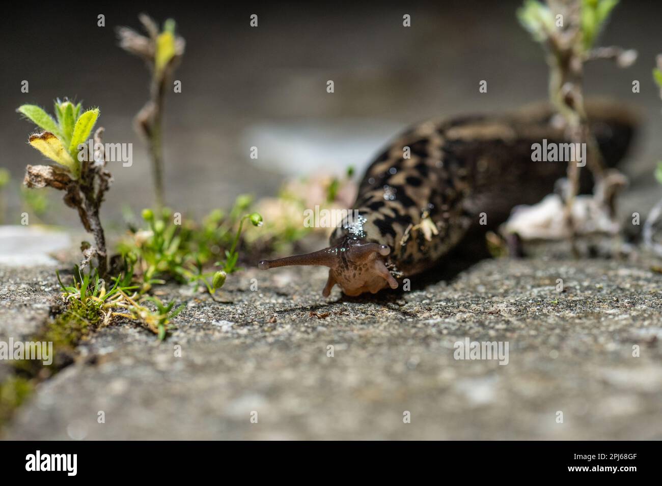 Leopard Slug MIMAX Maximus su una lastra di pietra Foto Stock