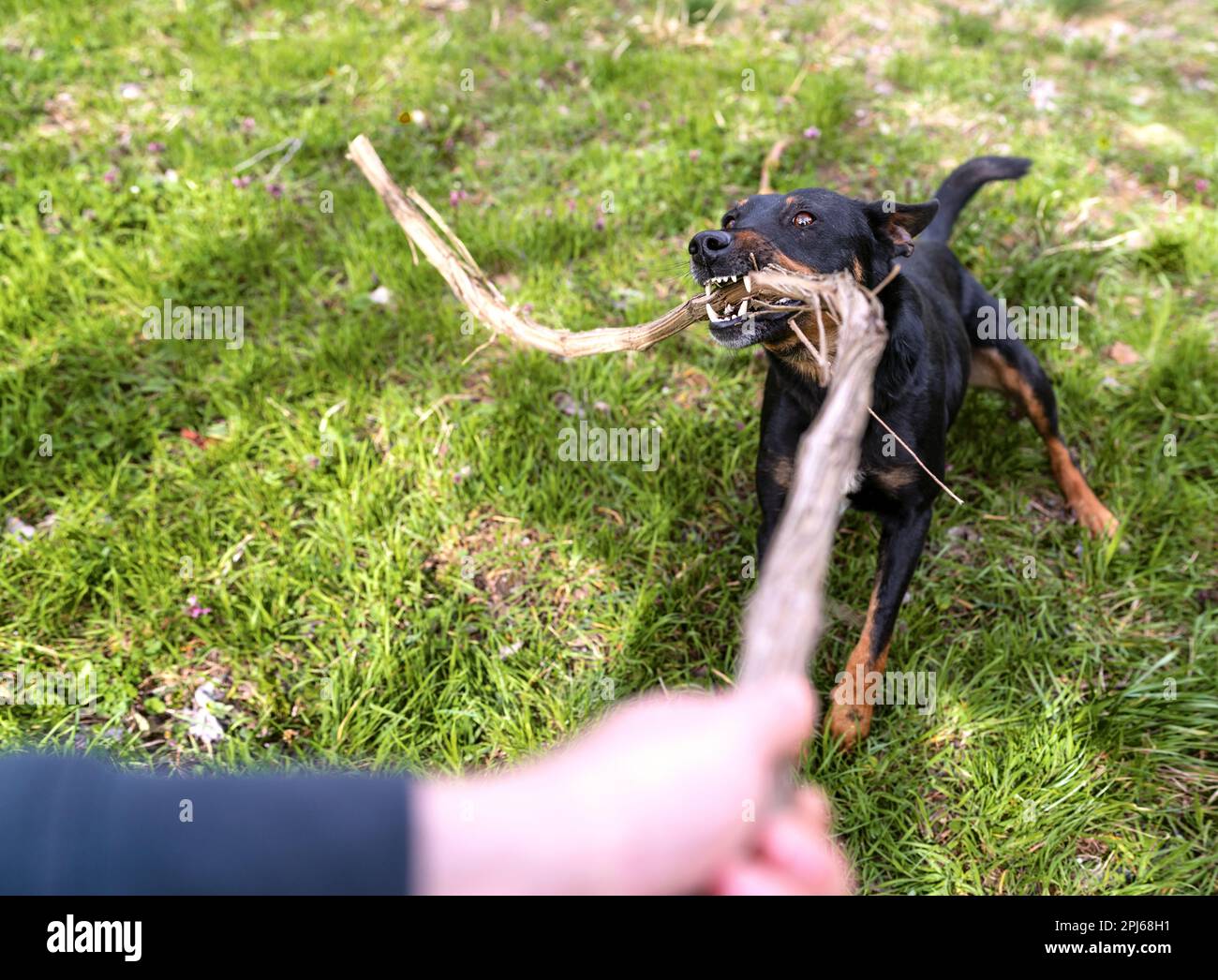 Cane che gioca con bastone di legno aggressivamente. Foto Stock