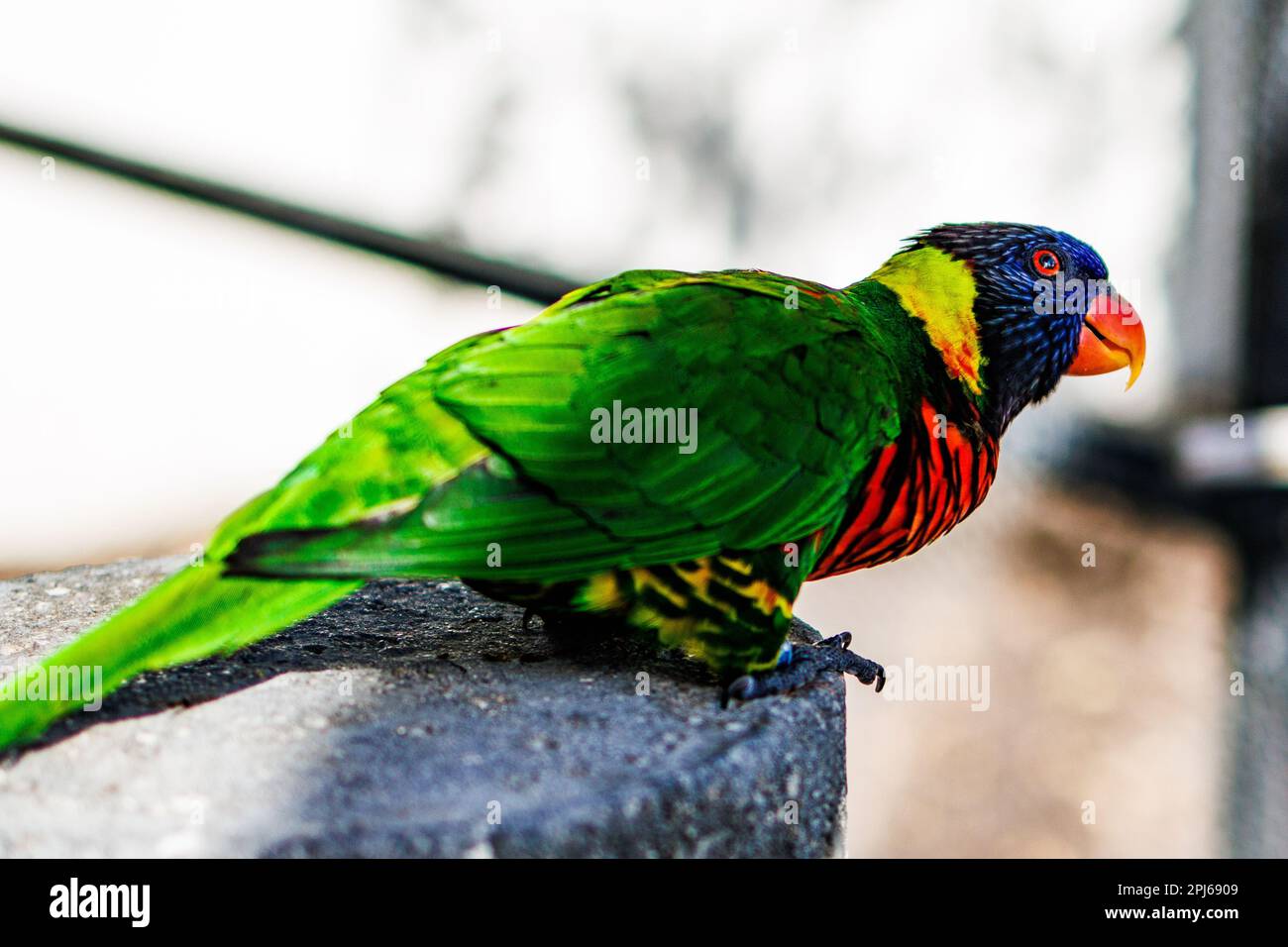 Un vivace pappagallo Loriini appollaiato su una parete grigia in cemento. Foto Stock