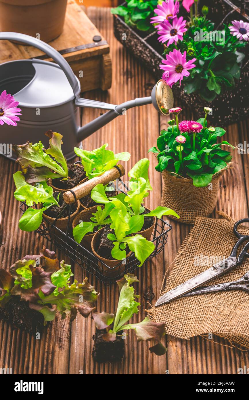 Insalata di piantine e piante di jung in piccoli contenitori preparati per la repiantatura in letto da giardino. Attrezzi di giardinaggio e annaffiatura possono Foto Stock