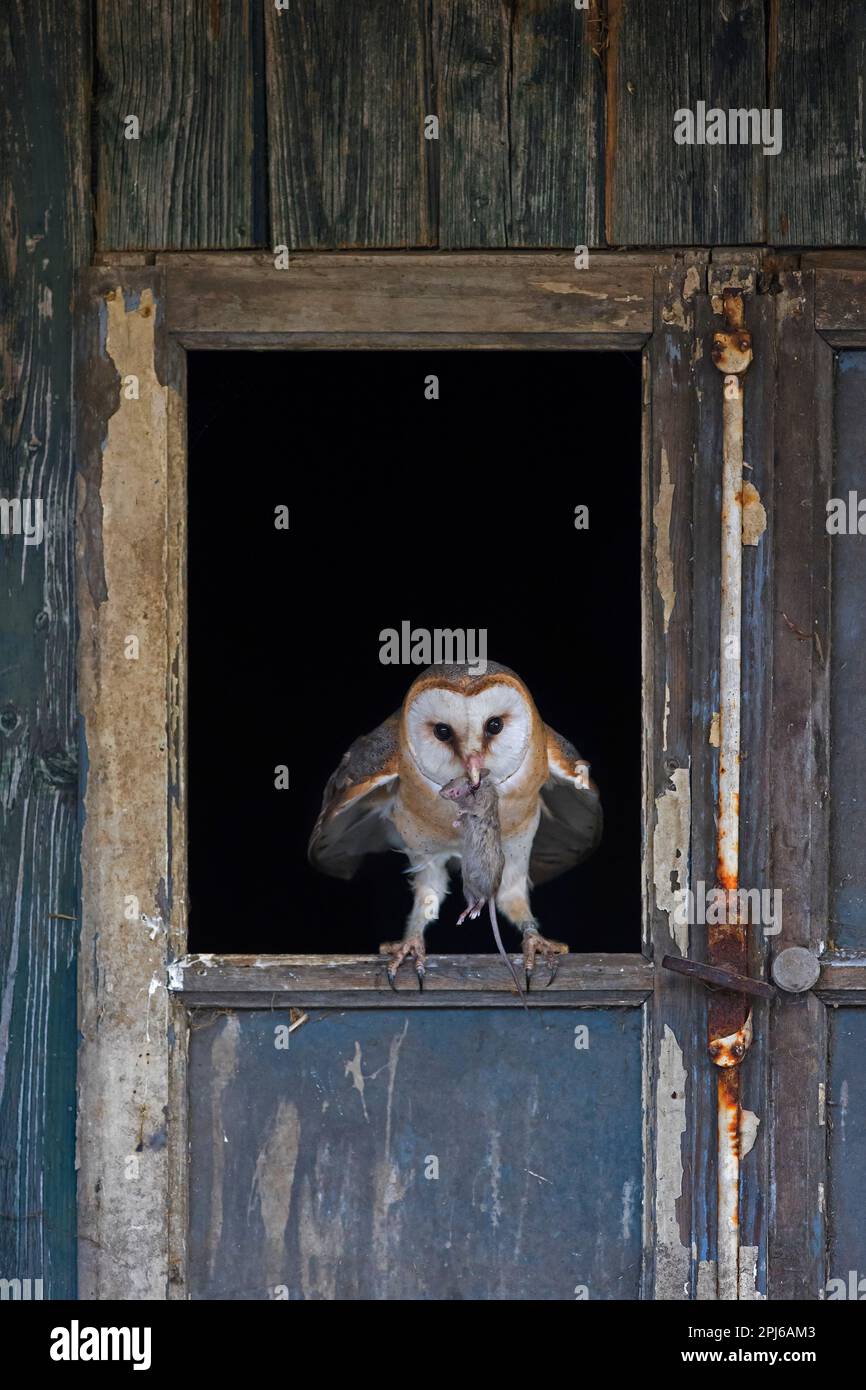 Civetta comune (Tyto alba) con prede di topo catturata in becco, arroccato in una finestra aperta in porta di capannone di legno a fattoria derelict in primavera Foto Stock