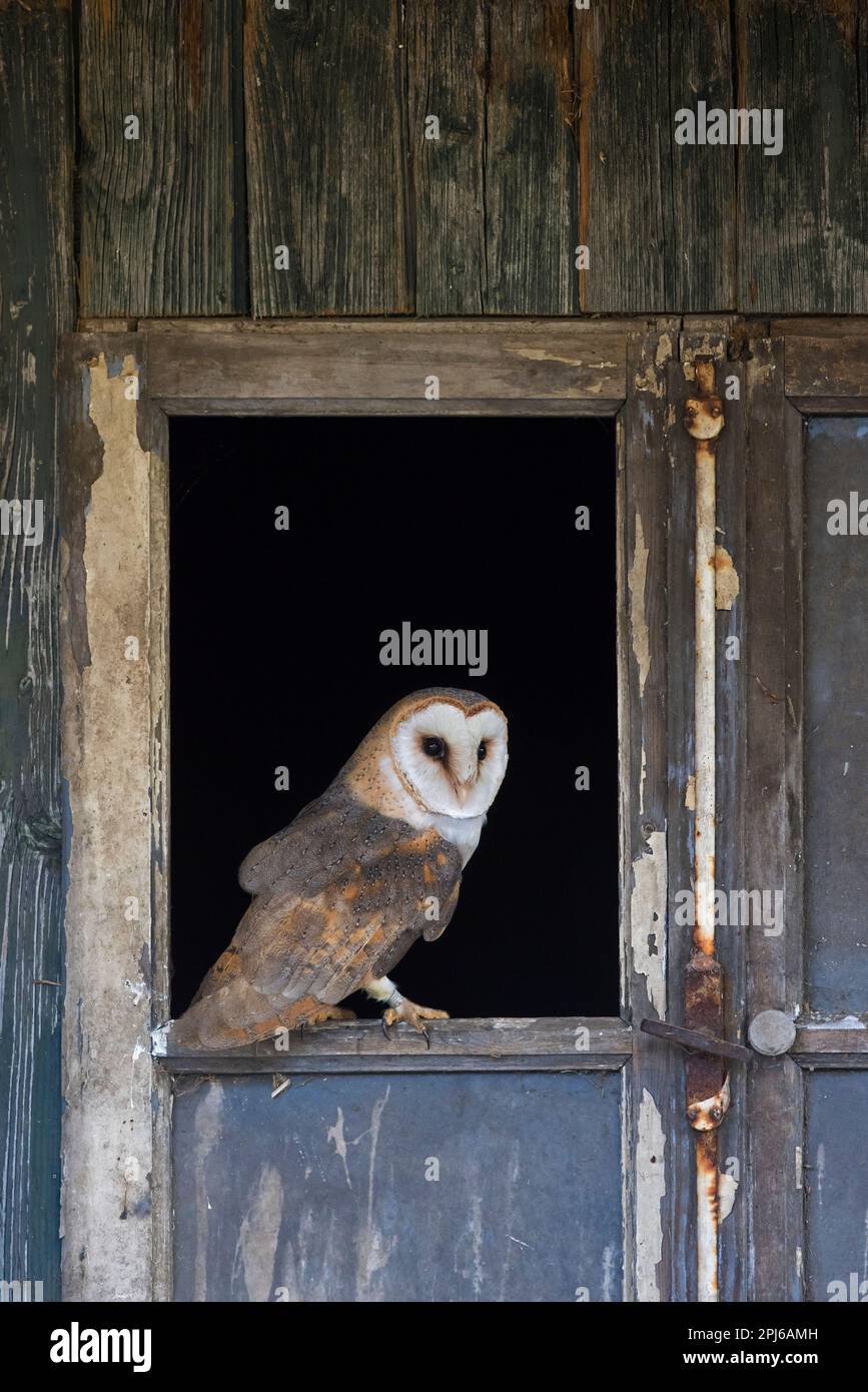 Civetta comune (Tyto alba) arroccato in una finestra aperta in porta di capannone in legno a fattoria derelitto in primavera Foto Stock