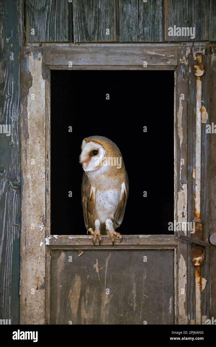 Civetta comune (Tyto alba) arroccato in una finestra aperta in porta di capannone in legno a fattoria derelitto in primavera Foto Stock