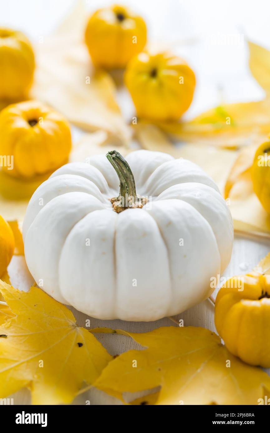 Decorazione di zucca bianca e frutta autunnale per il Ringraziamento su sfondo bianco Foto Stock