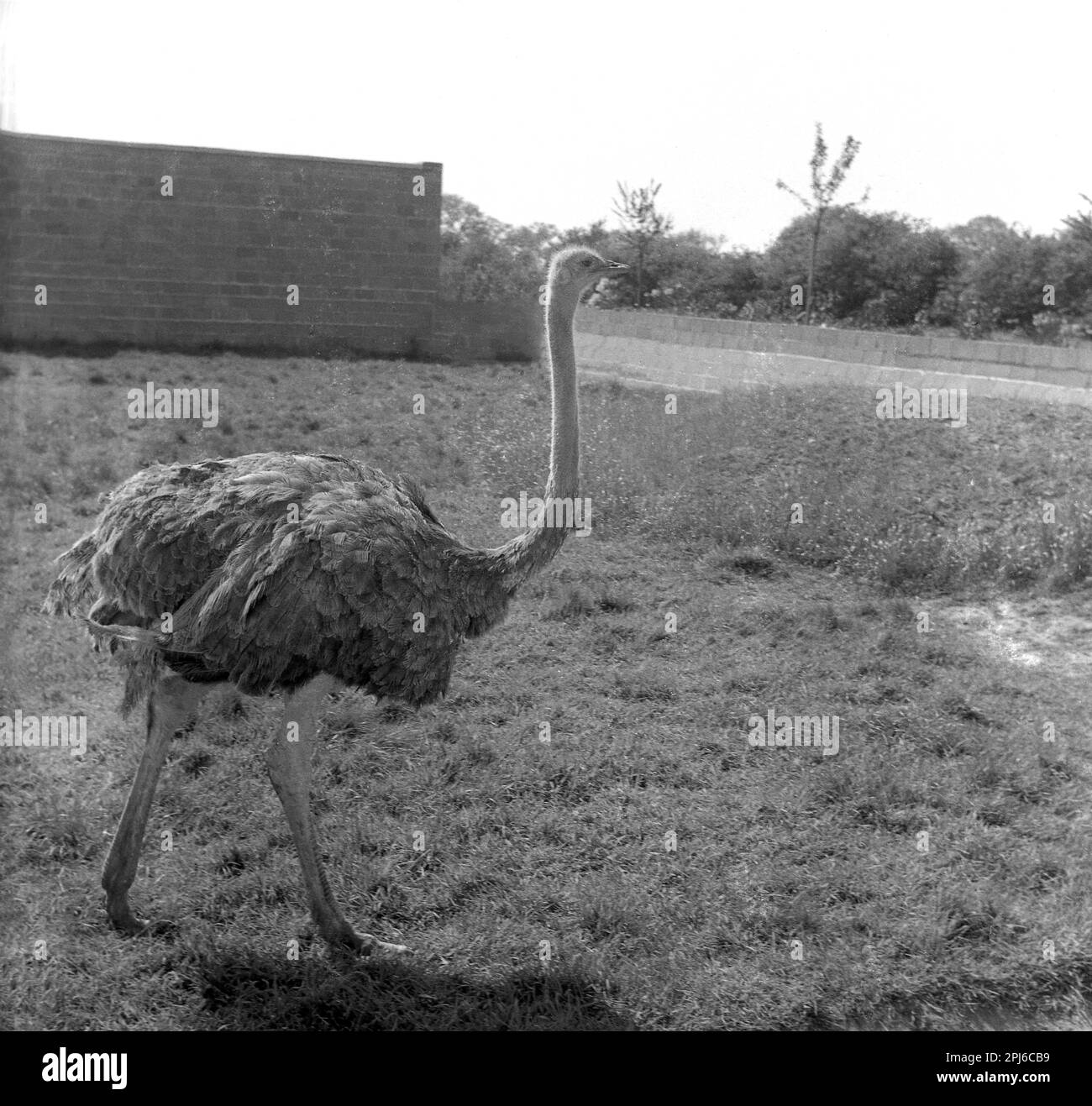 1950s, storico, uno struzzo nel suo recinto, Chester Zoo, Inghilterra, Regno Unito. Un grande uccello senza flightless, struzzi hanno una capacità di funzionare a 70km/h e sono gli uccelli più veloci sulla terra. Foto Stock