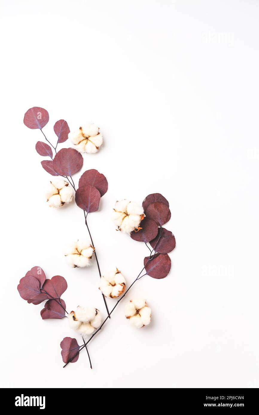 Composizione floreale. Motivo fatto di fiori di cotone e rami di eucalipto su sfondo bianco. Piano di giacitura, vista dall'alto con spazio di copia Foto Stock