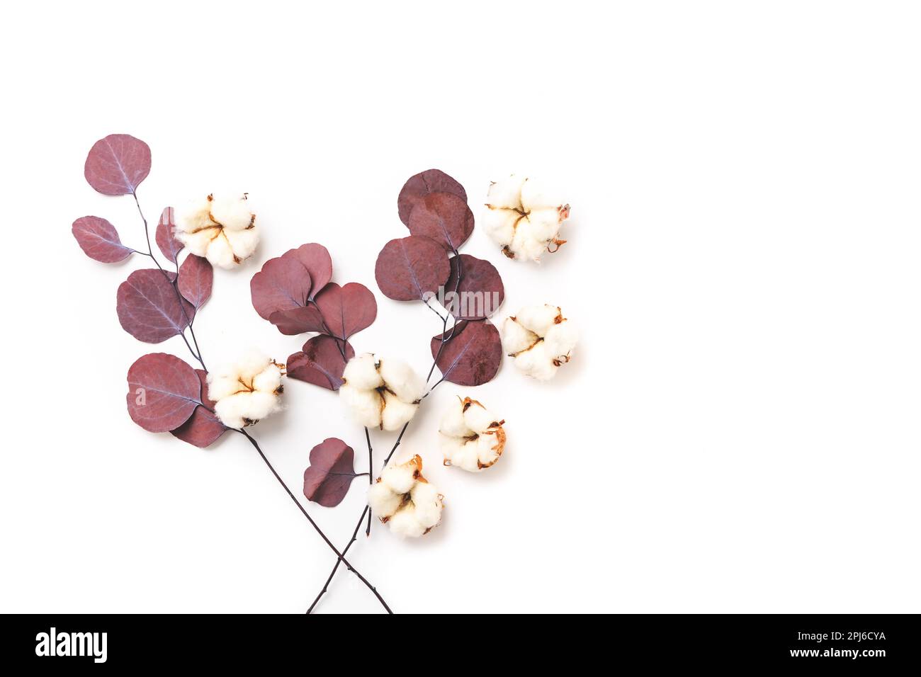 Composizione floreale. Motivo fatto di fiori di cotone e rami di eucalipto su sfondo bianco. Piano di giacitura, vista dall'alto con spazio di copia Foto Stock