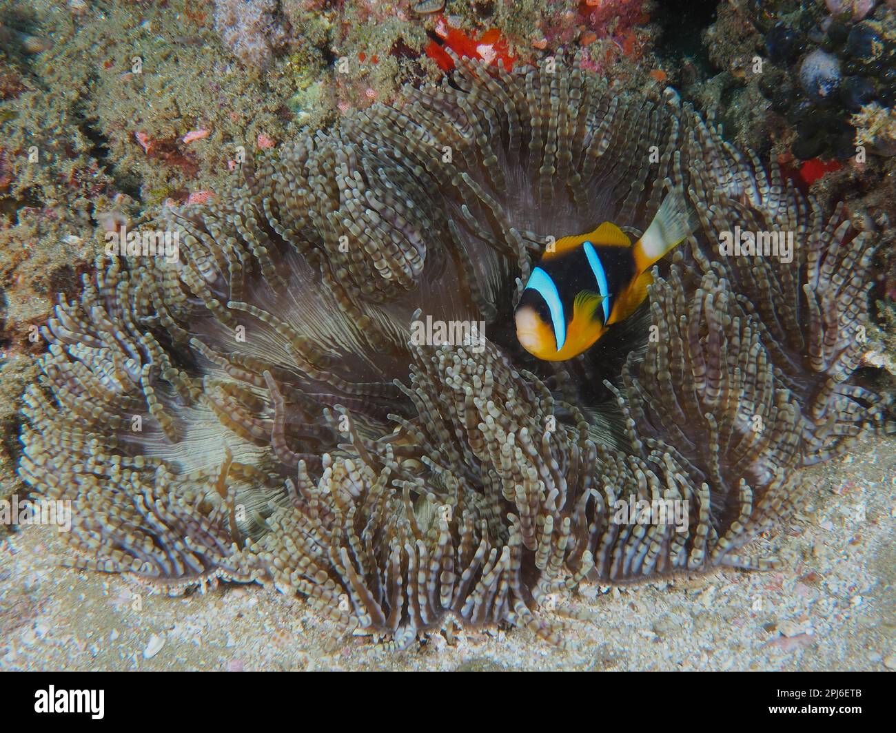 Anemone con perline (Heteractis aurora) abitato da Allards anemonefish (Amphiprion allardi), Sodwana Bay National Park dive site, Maputaland Marine Foto Stock