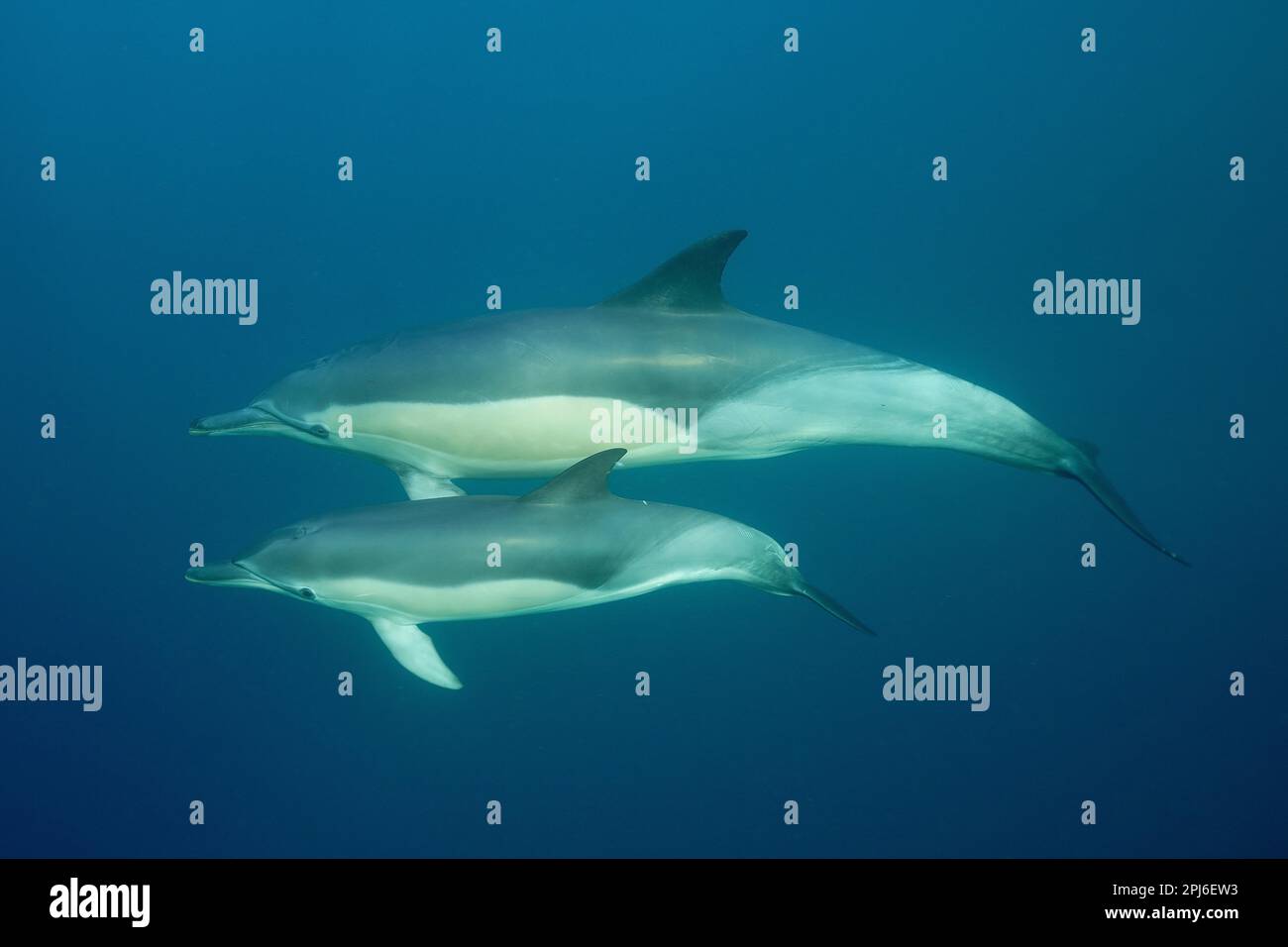 Delfino comune a becco corto (Delphinus delphis) con i giovani. Sito di immersione Coffee Bay, Capo Orientale, Sud Africa Foto Stock