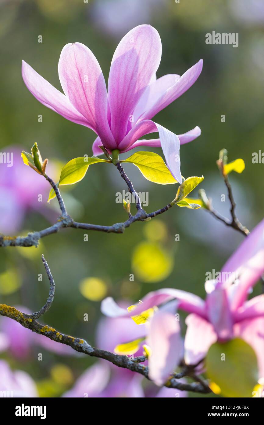 Primo piano, Magnolia (Magnolia) fiorisce a Wilhelma Stuttgart, primavera nel giardino zoologico-botanico, Bad Cannstatt, Stoccarda, Baden-Wuerttemberg Foto Stock