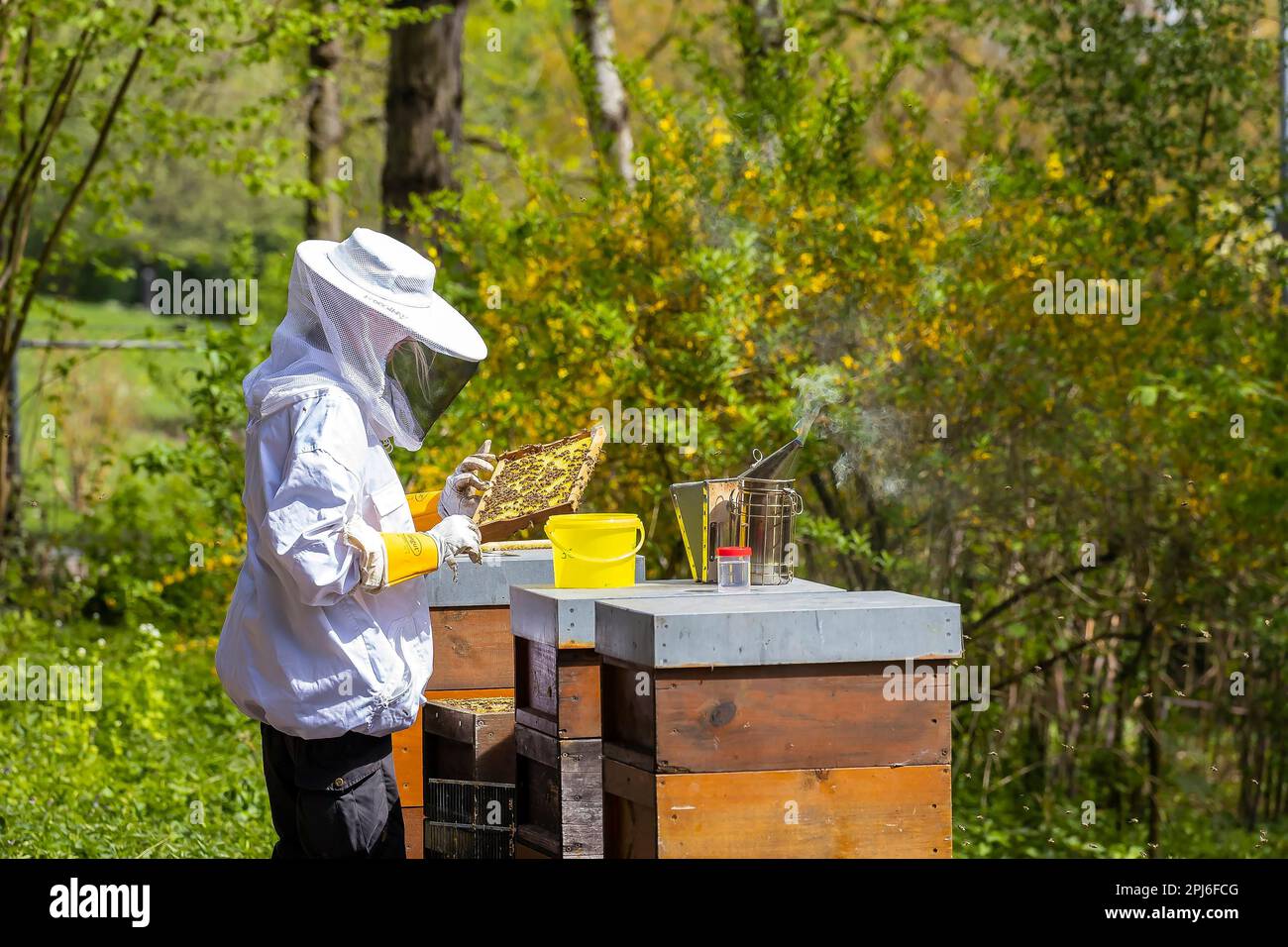 Apicoltore con fumatore, apparecchio di fumo, controlla i nidi d'ape di una colonia di api, Stoccarda, Baden-Wuerttemberg, Germania Foto Stock
