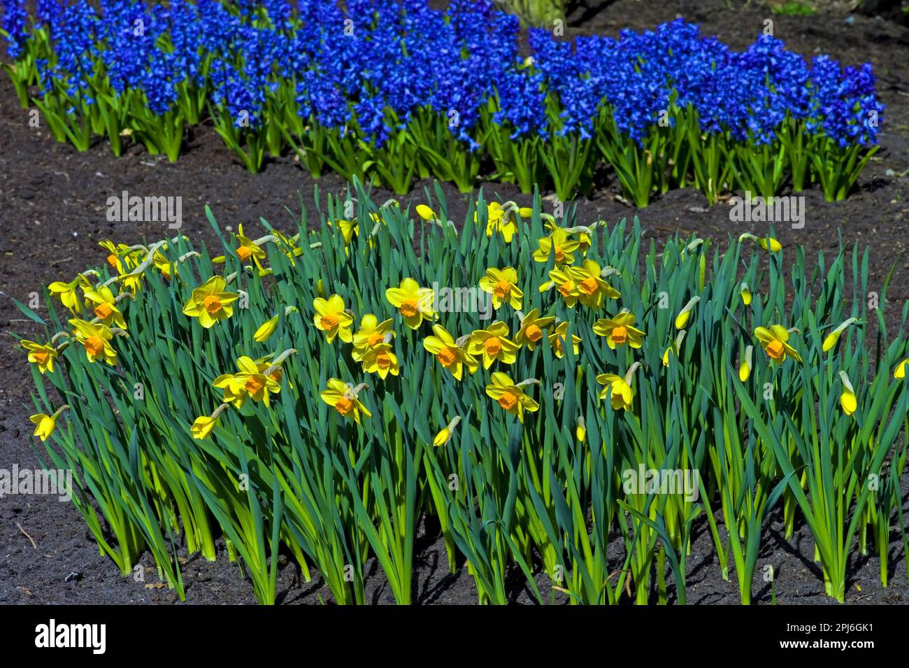 Narcisi e giacinti, Frisia Orientale, Contea di Aurich, Germania Foto Stock