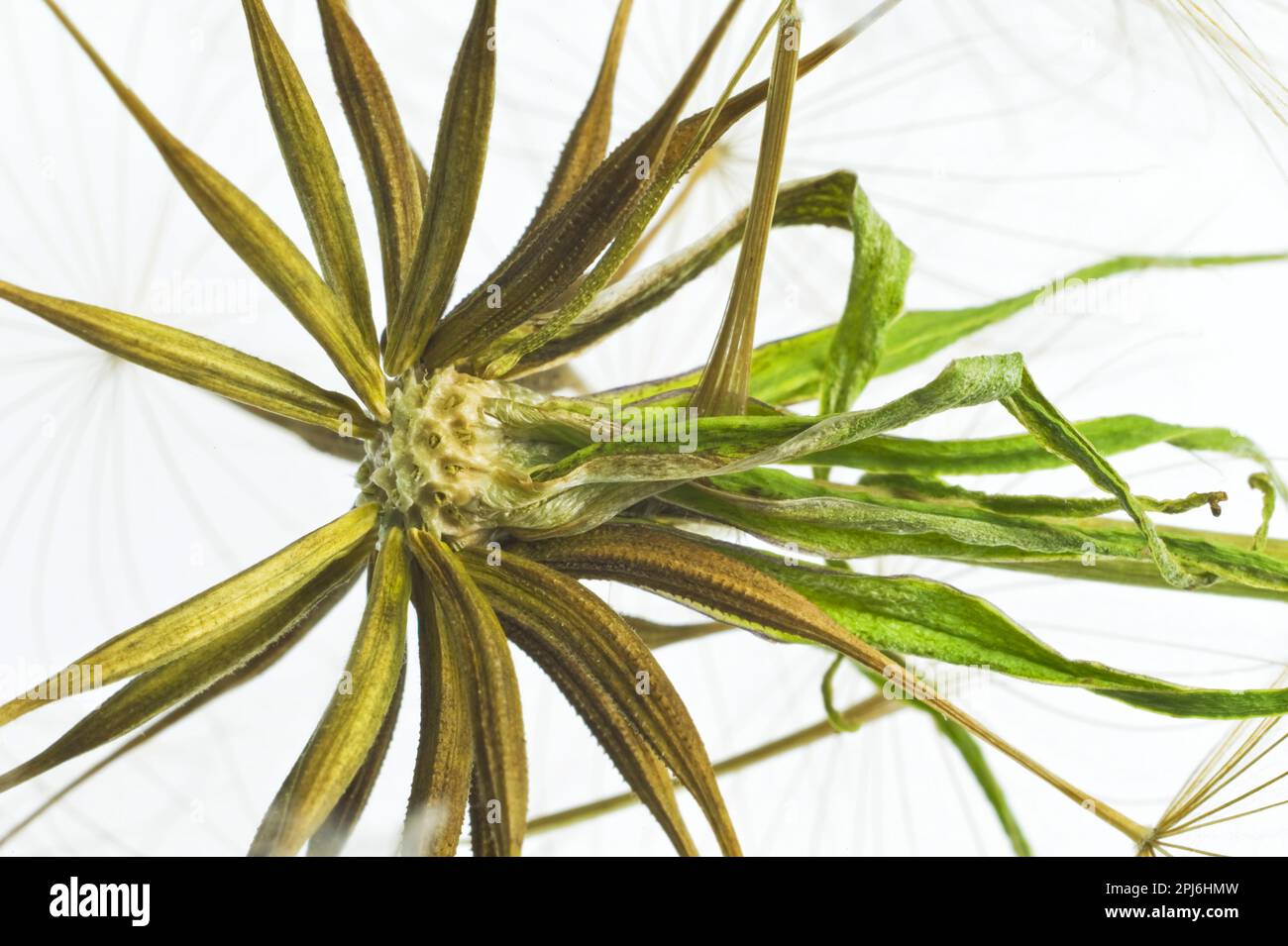 I semi provengono da una barba di capra (Tragopogon pratensis) Foto Stock