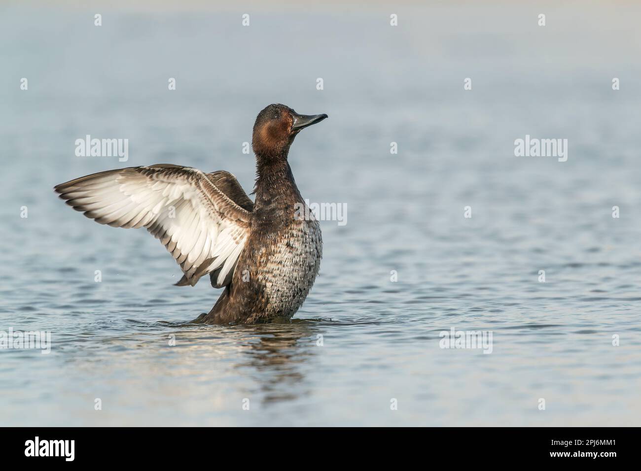 Anatra ferruginosa, Aythya nyroca, singola adulta femmina che sventola le ali mentre nuota sul lago di acqua dolce, Danubio, Romania Foto Stock