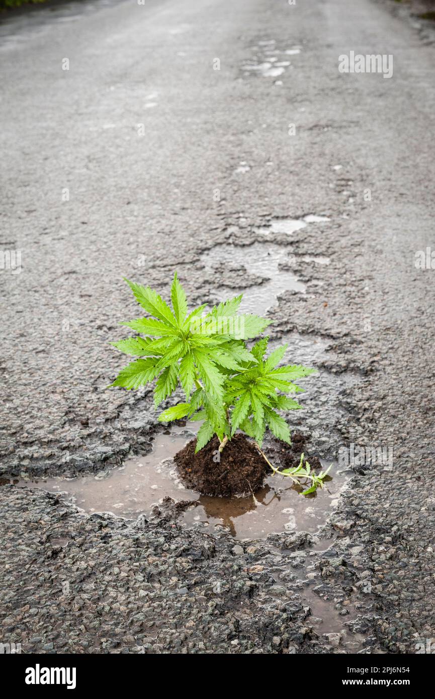 Una pianta 'pot' (indica di cannabis, marijuana) in un profondo pothole su una corsia rurale tipicamente mal mantenuta Herefordshire (UK) Foto Stock