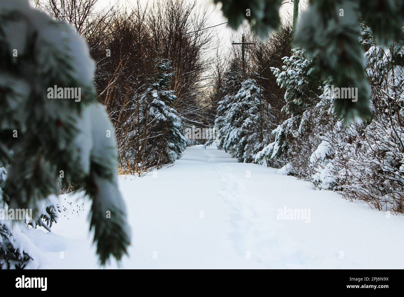 Un sentiero innevato fiancheggiato da alberi ricoperti da un fresco strato di neve, inverno. Foto Stock