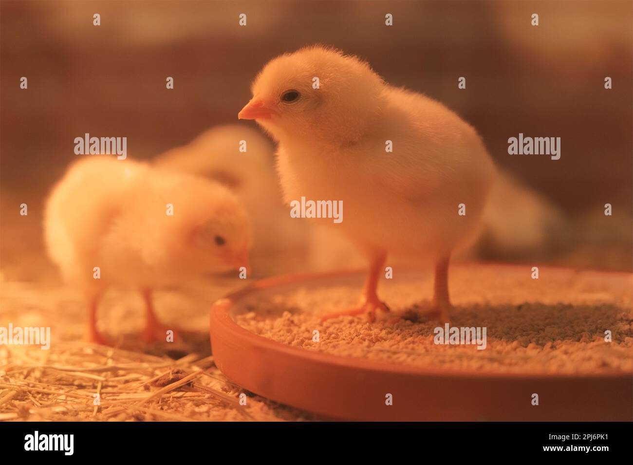 Vista ravvicinata del giovane pollo di pulcino giallo Foto Stock