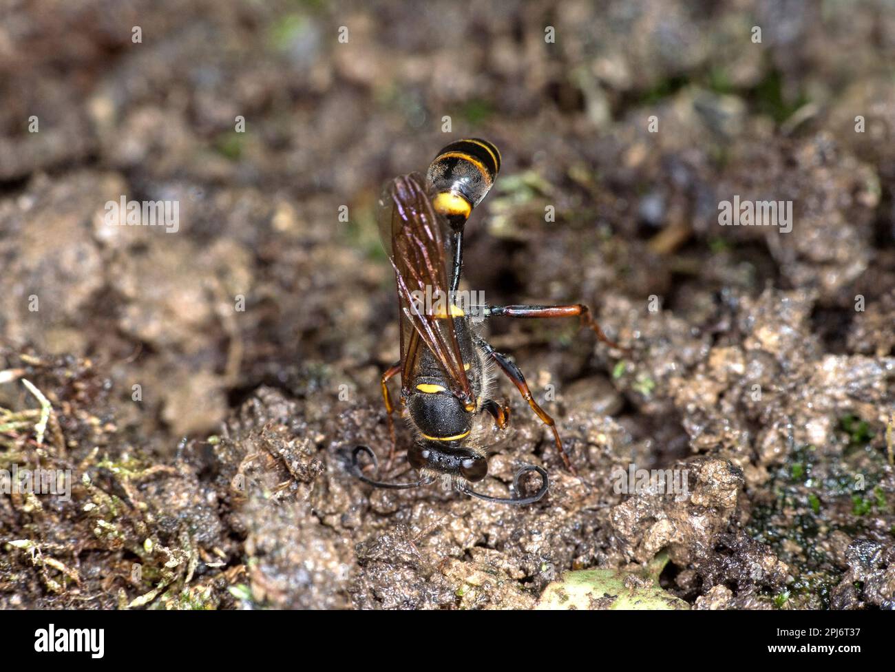 Malta orientale Wasp (Sceliphron Curvatum) raccolta di materiale argilloso per cellule di Brood, Ovronnaz, Vallese, Svizzera. Foto Stock