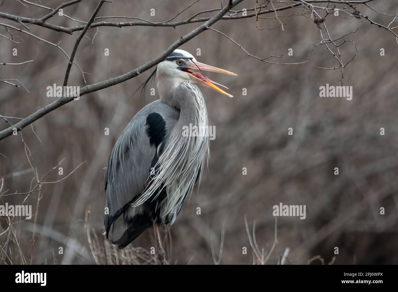 Grande Heron Blu con bocca aperta e lingua visibile. Foto Stock