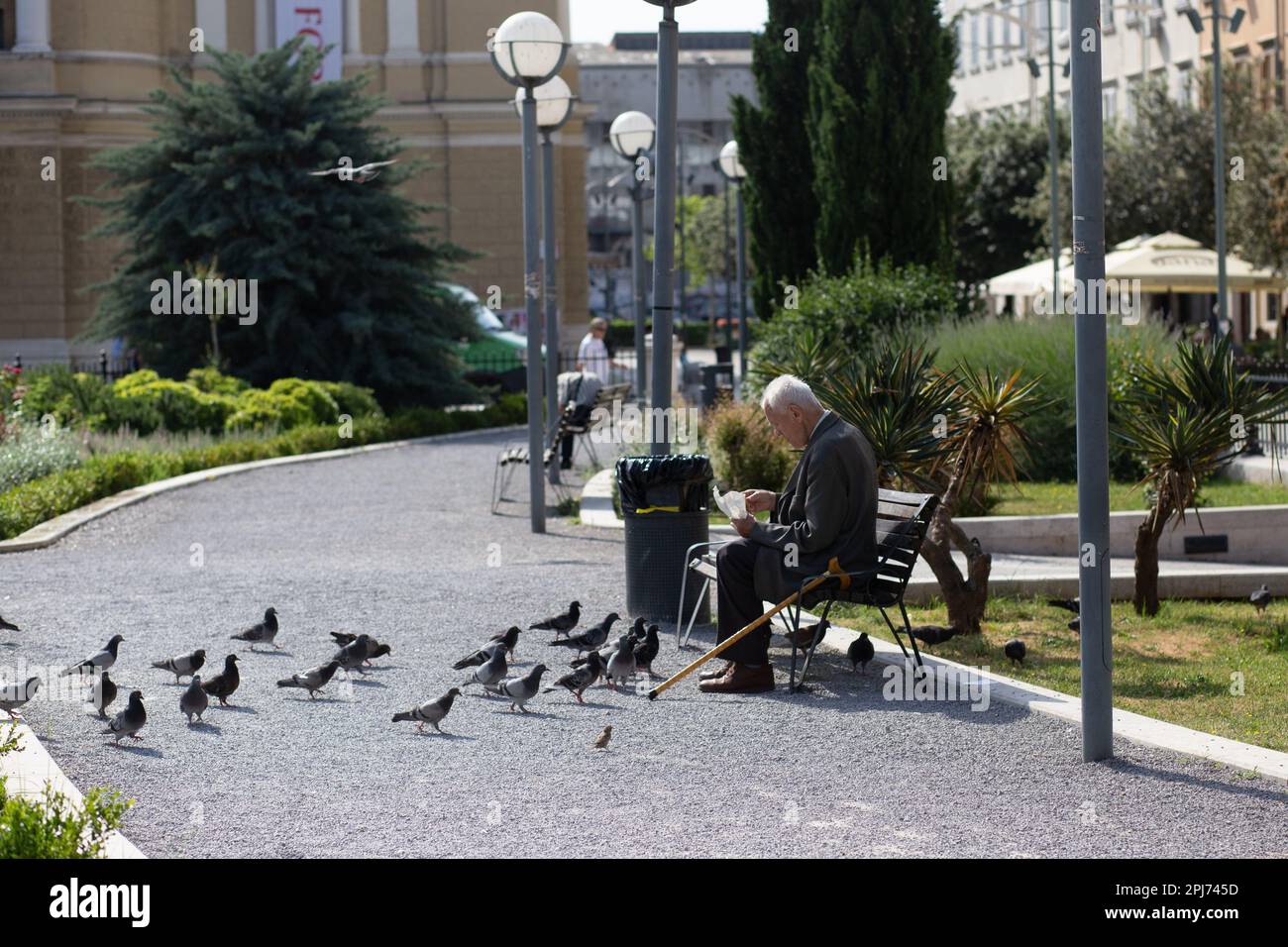 Un uomo anziano nutre uccelli in un parco pubblico. Rijeka, Croazia Foto Stock