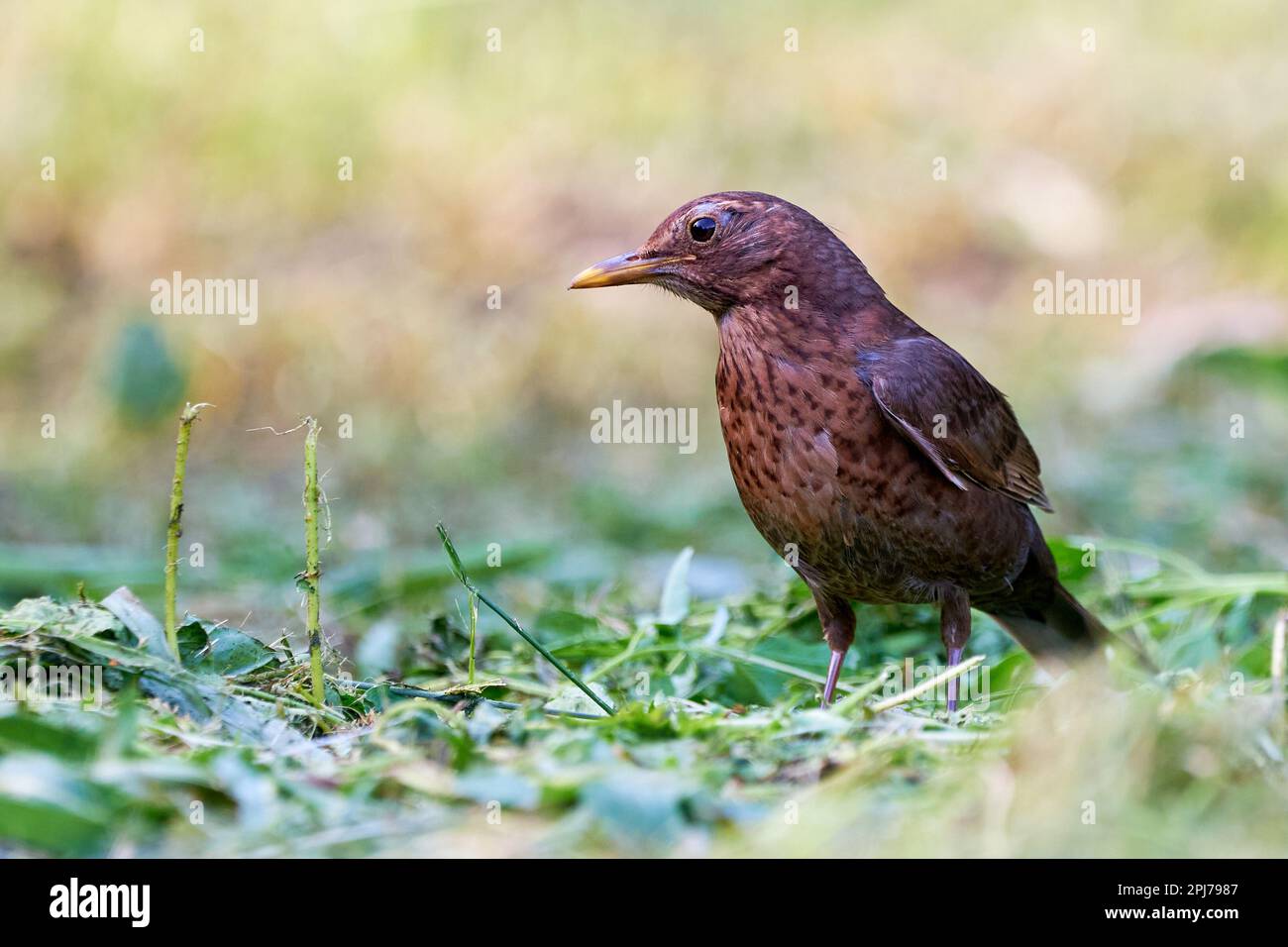 Comune femmina di uccello nero (Turdus merula). Foto Stock