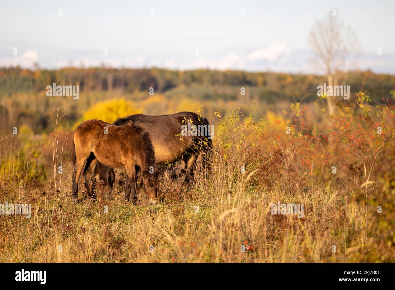 Programma di riappassimento nella Riserva Naturale di Milovice, repubblica Ceca. Exmoor Pony tra la vegetazione che si ritiene sia il parente più vicino dell'extin Foto Stock