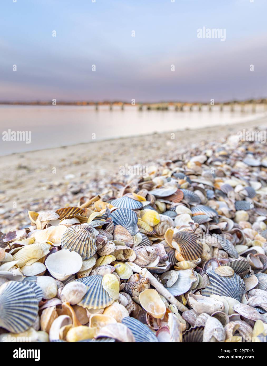 una quantità abbondante di conchiglie su una linea costiera del porto di sag Foto Stock