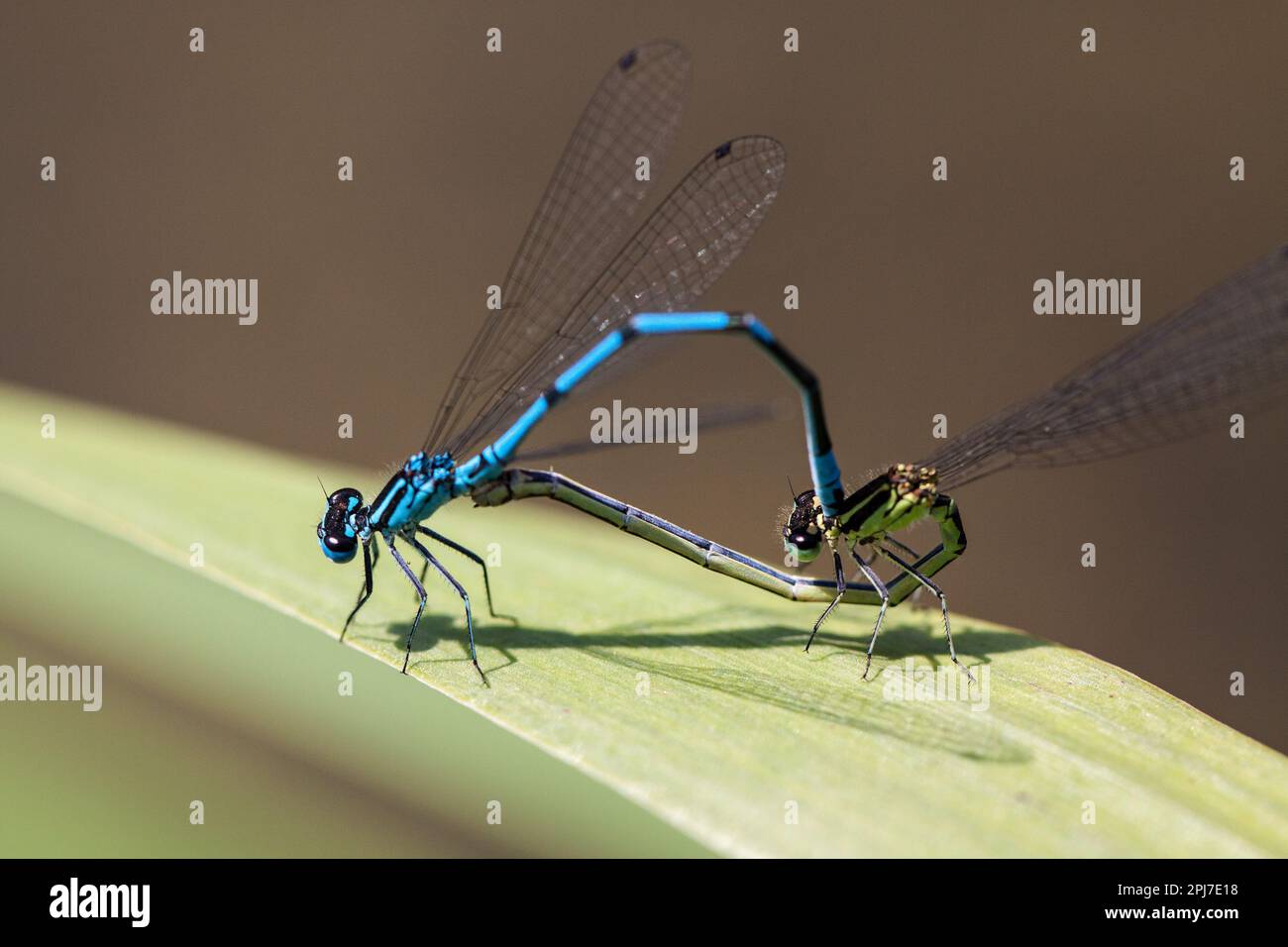 Due sottili libellule siedono su una foglia e compagno. Foto Stock