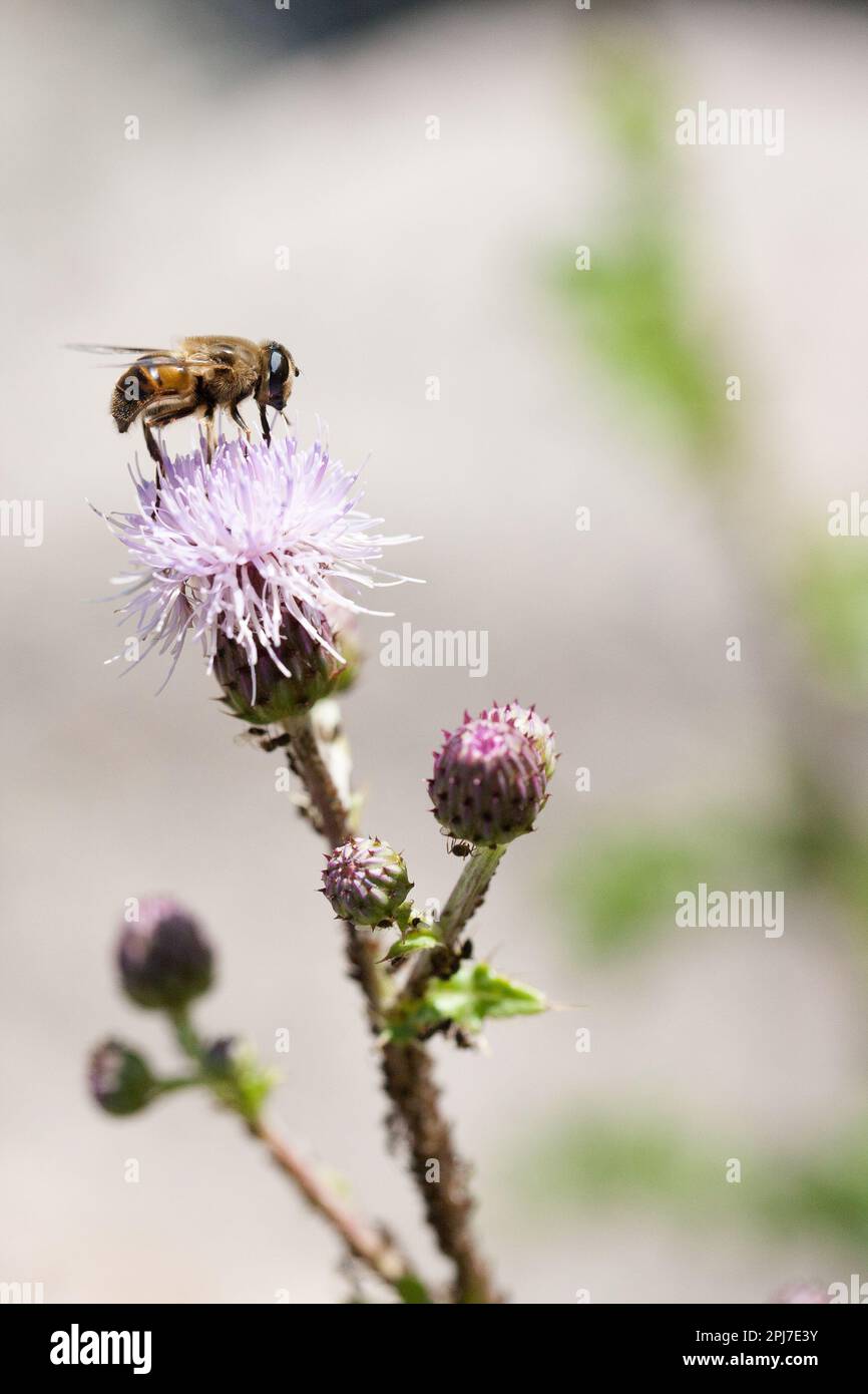 Un'ape siede su un fiore del cardo con i fiori rosa davanti ad un fondo delicato luminoso. Foto Stock